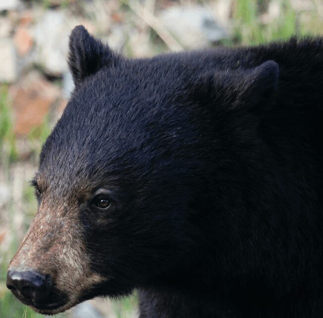 A black bear is looking at something in the distance.