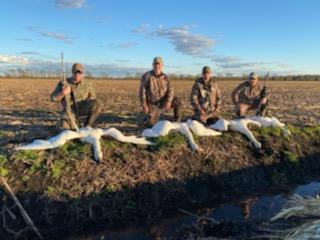 Four men kneeling down next to dead geese.