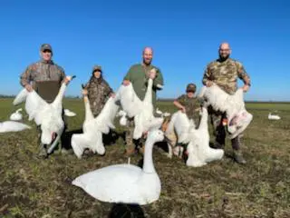 A group of people standing around a flock of geese.