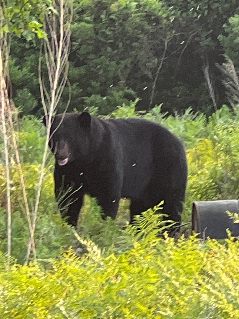 A black bear walking through the grass near some bushes.