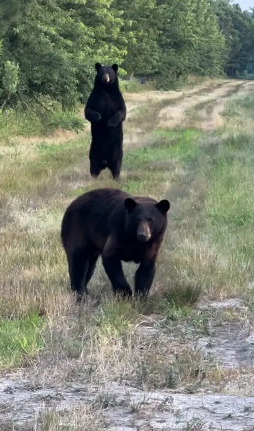 Two bears are standing in a field near one another.