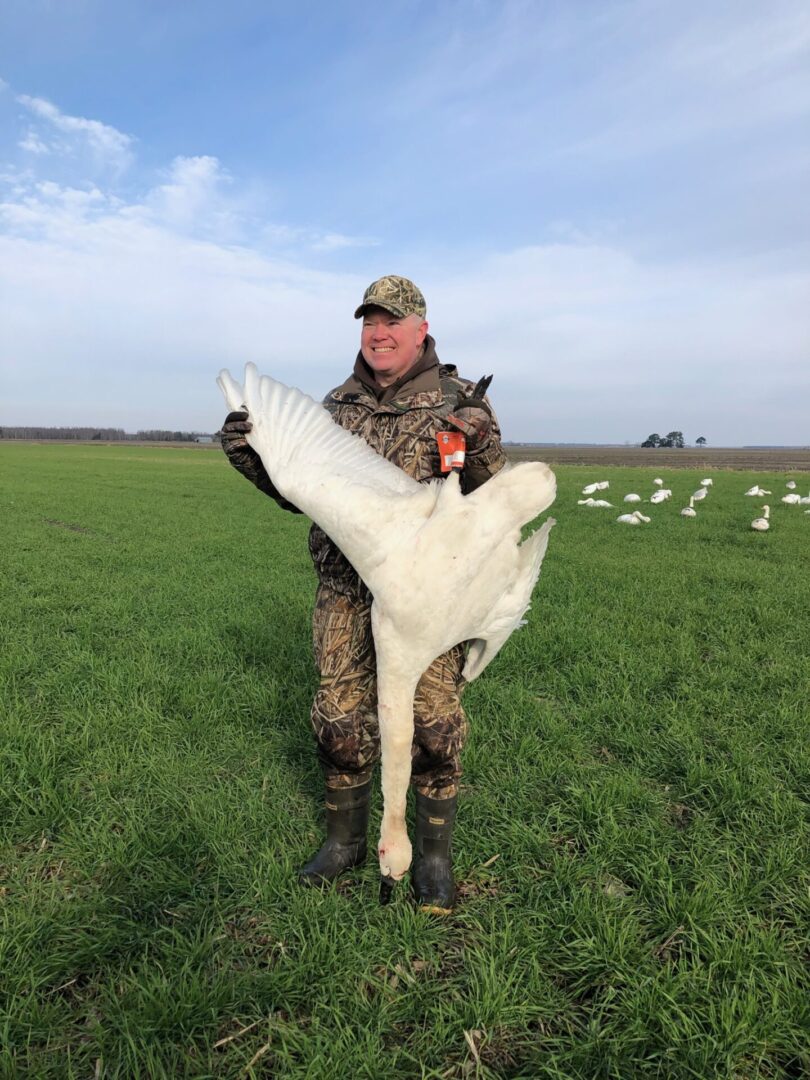 A man holding a large white swan in the grass.