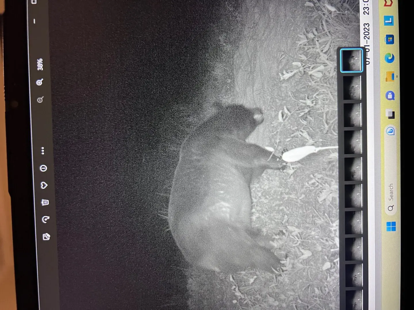 A bear is walking in the grass at night.