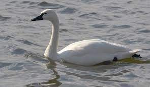 A swan swimming in the water near shore.